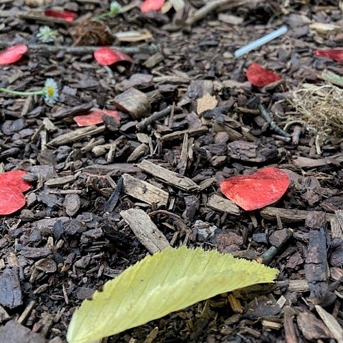 Detail-Foto vom Waldboden. Dort liegen auch kleine Müllteile aus Plastik.